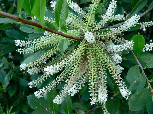 {Cyrilla racemiflora}